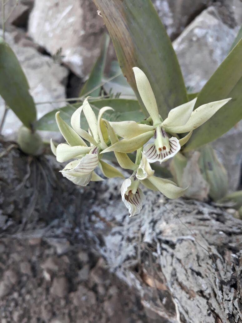 Prosthechea chacaoensis